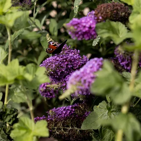 Bij Nr 5 Teuge * Terwolde