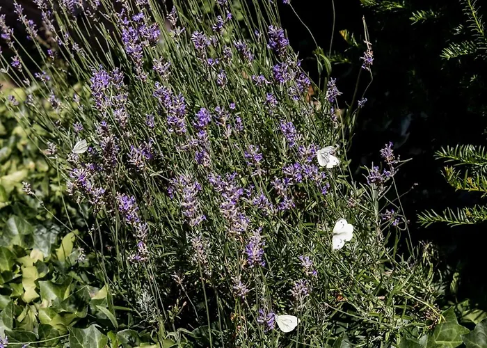 Bij Nr 5 Teuge Holiday home *