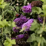 Bij Nr 5 Teuge * Terwolde