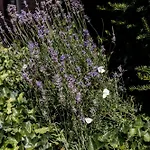Bij Nr 5 Teuge Сasa de vacaciones *