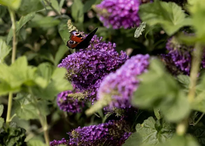 Bij Nr 5 Teuge * Terwolde
